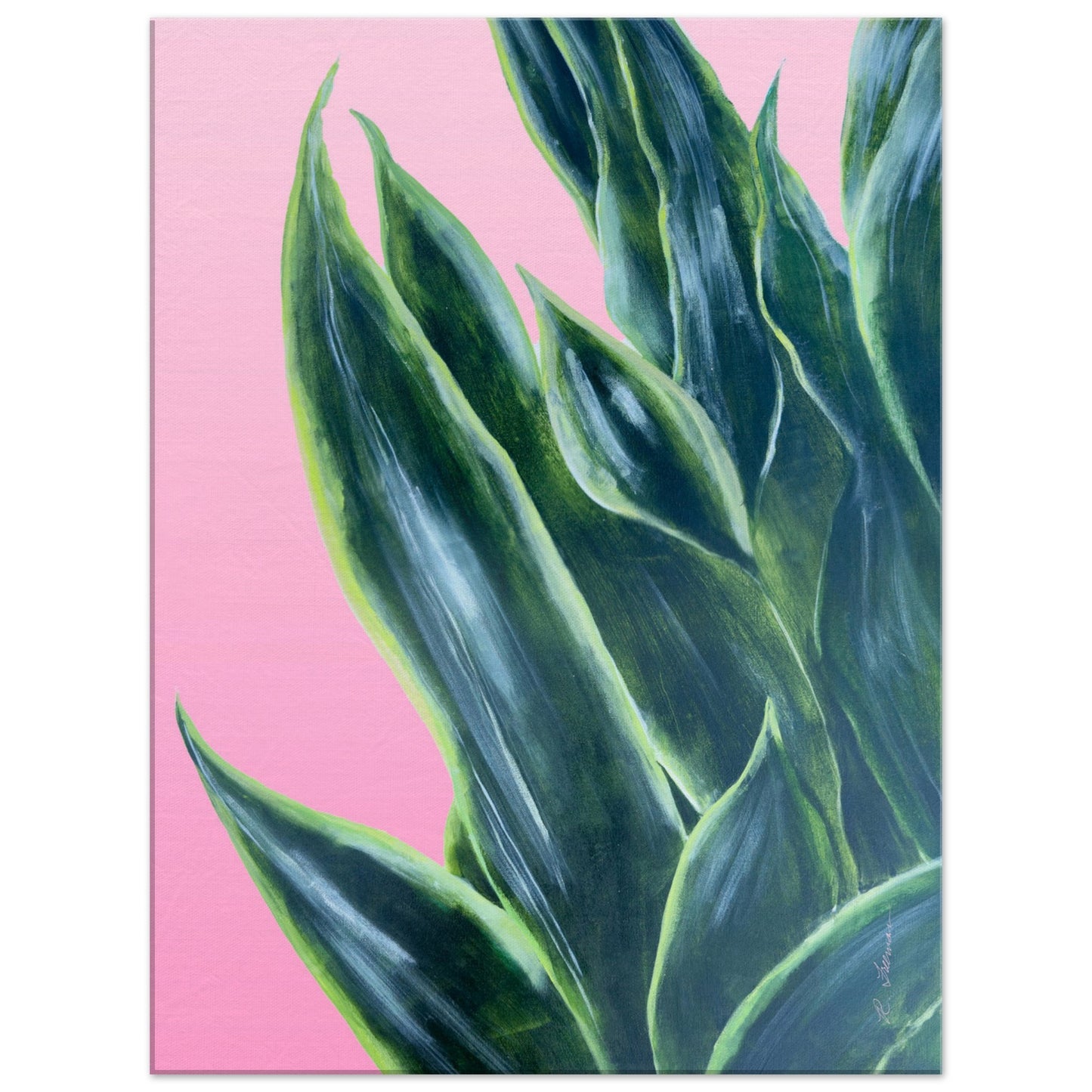 Snake Plant on Ombre Pink Background - Canvas Print