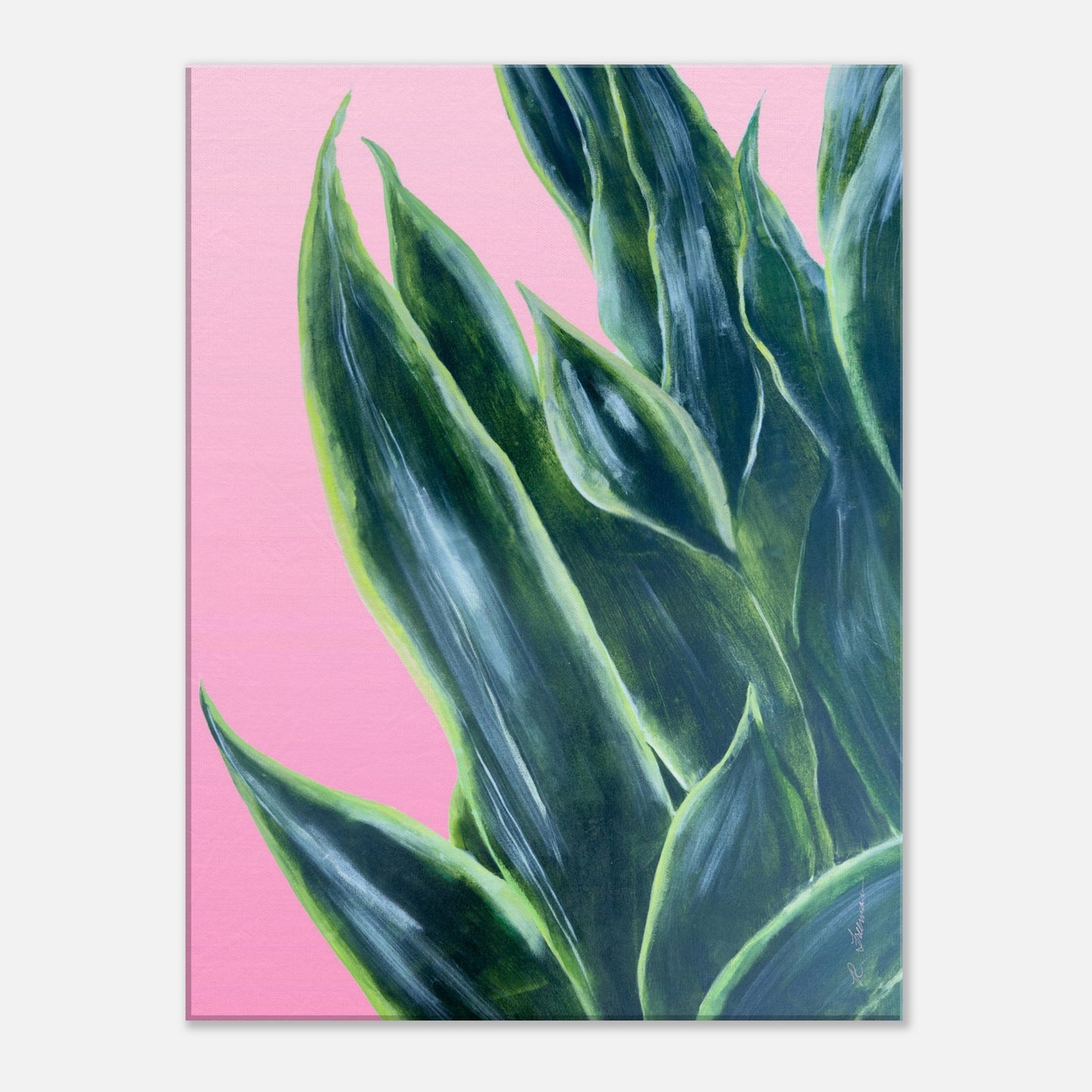 Snake Plant on Ombre Pink Background - Canvas Print